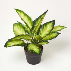 Dieffenbachia Dumb Cane Plant In Pot, 50 Cm Tall