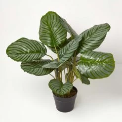 Calathea Peacock Plant In Pot, 55 Cm Tall