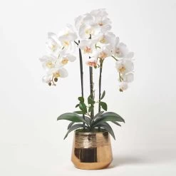 White Orchid 62 Cm Phalaenopsis In Tall Gold Metal Pot