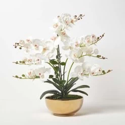 White Orchid 64 Cm Phalaenopsis In Gold Metal Pot